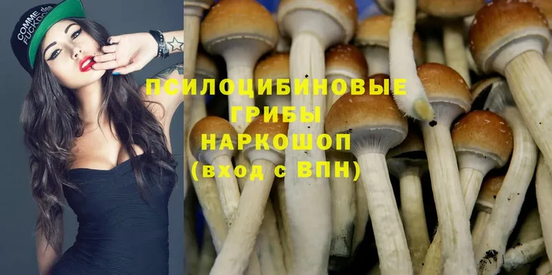 Галлюциногенные грибы Psilocybine cubensis  где можно купить   Донской 